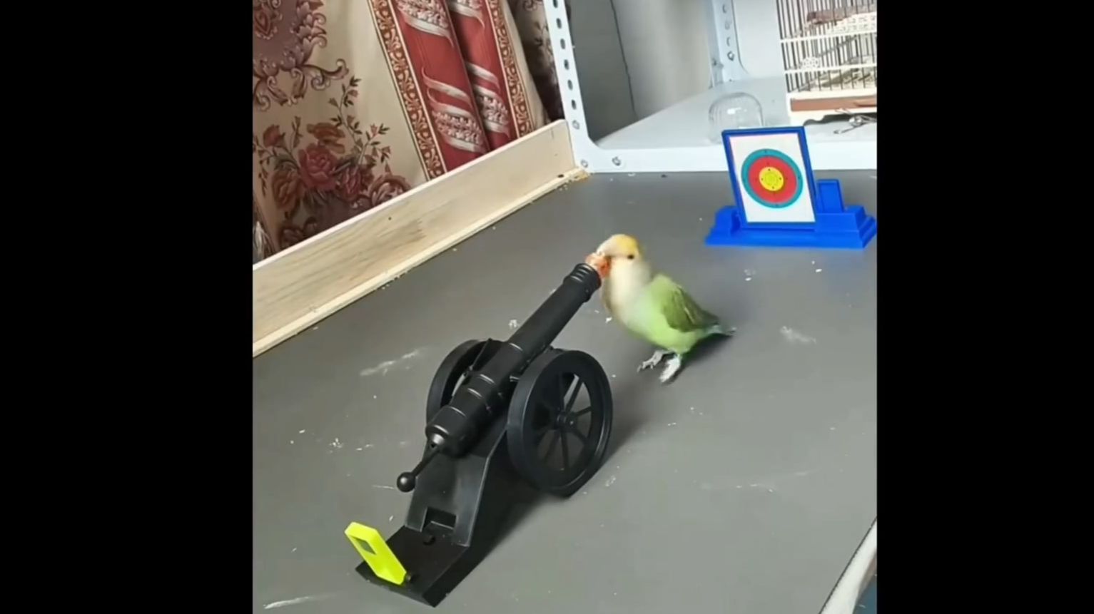 Попугаи, заслуживающие «Оскара»