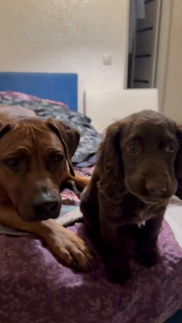 Утка как она есть! И как она ест) питомцы Киры Таро :)