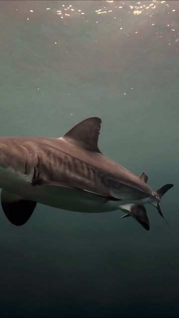 Опасные акулы: встреча с хищником моря #акулы #морскаяжизнь #документалистика
