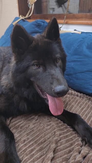 Русский вольфхунд Брайтон - любовь с первого взгляда #русскийвольфхунд #собаки #щенки #новое #лучшее