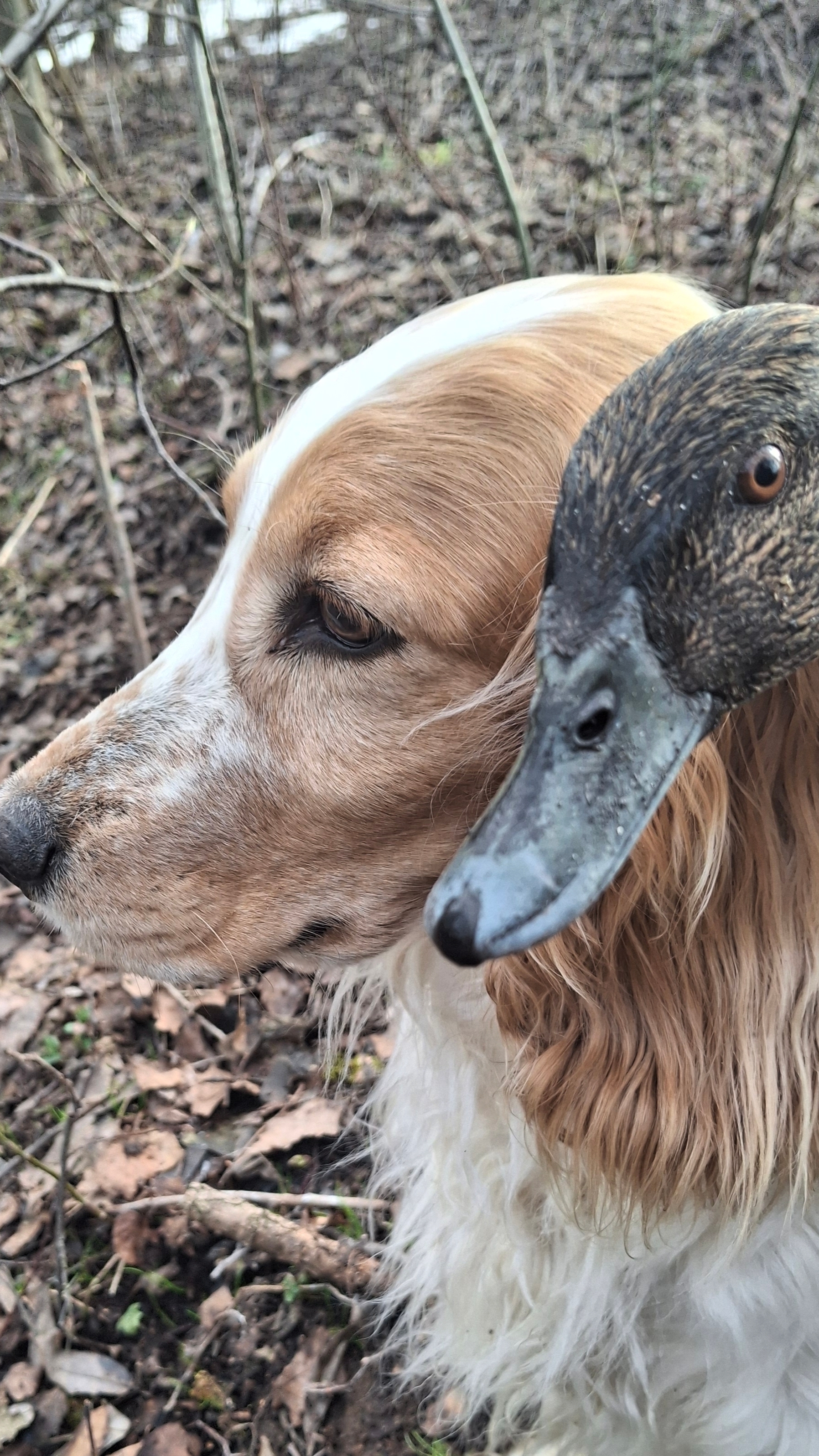 не правильный выбор))