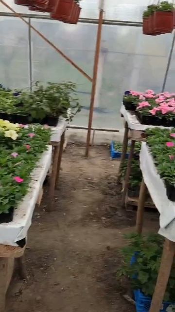 У нас цветы продают весной! Юг России🪴