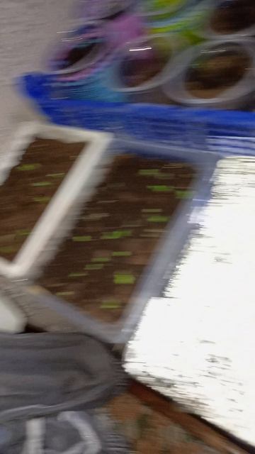 Бабина рассада