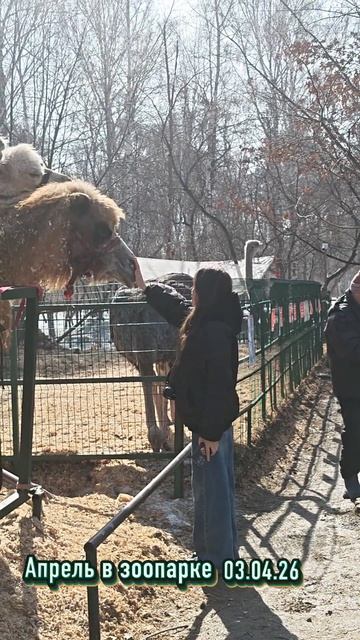 В зоопарке зверушки радуются теплу и солнцу 🌅 #зоопарк #весна #нск #видео