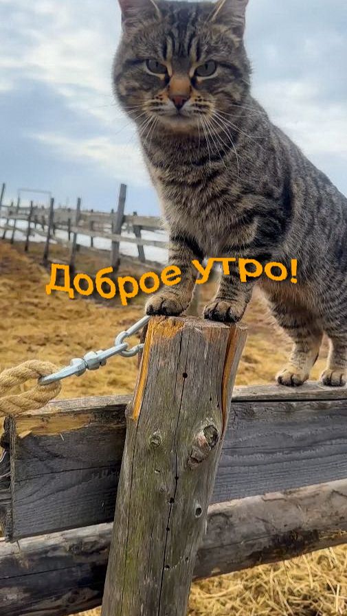 Доброе утро!