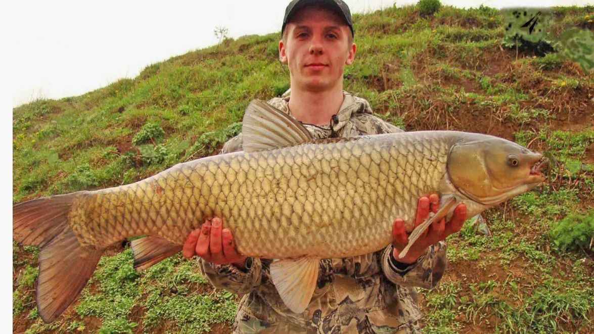 Леха тянент амура