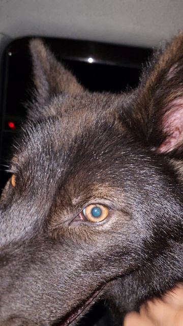 Русский вольфхунд Брайтон #русскийвольфхунд #ялюблюсобак #щенки #собакаволк #волкасоб #новое