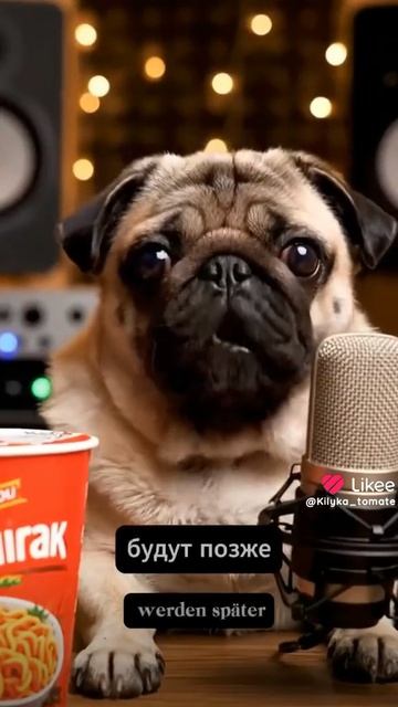 мопсик пробует острый даширак