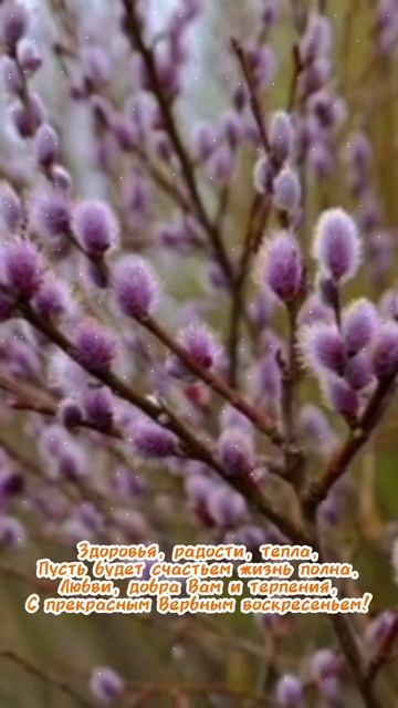 с вербным воскресеньем!