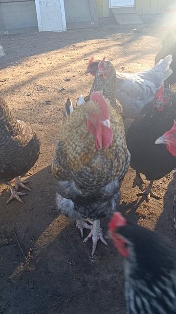 Субботние хлопоты у птичек 🐔🐓🪿  опустошил гусиное гнездо 🪺