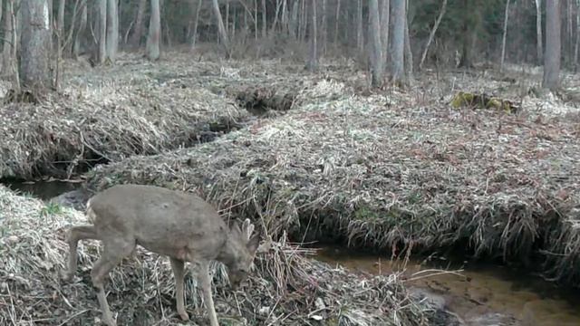 Козлик видео фото ловушки.