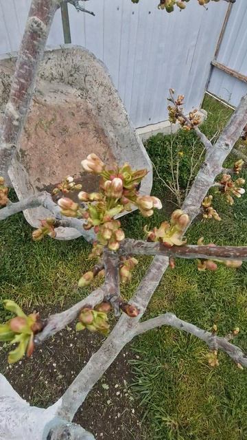 04-04.Натухаевская.Сад.