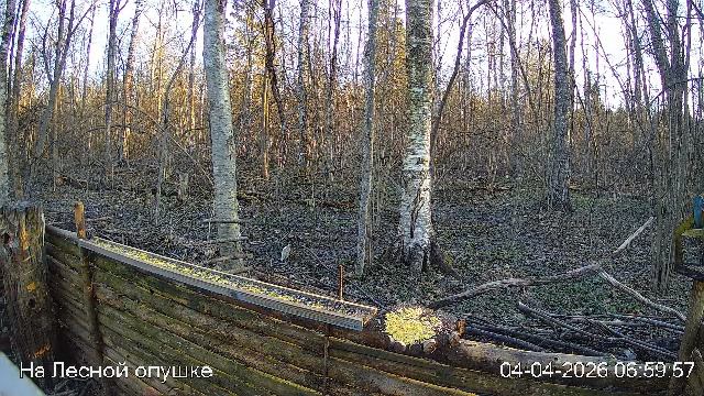 LIVE: На лесной опушке. Природа онлайн