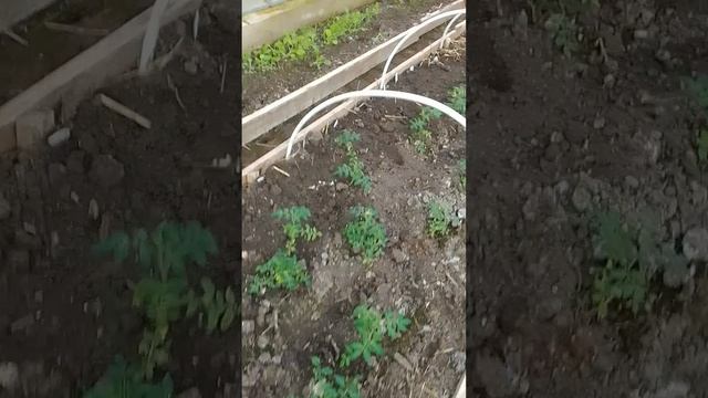 Рассада моя