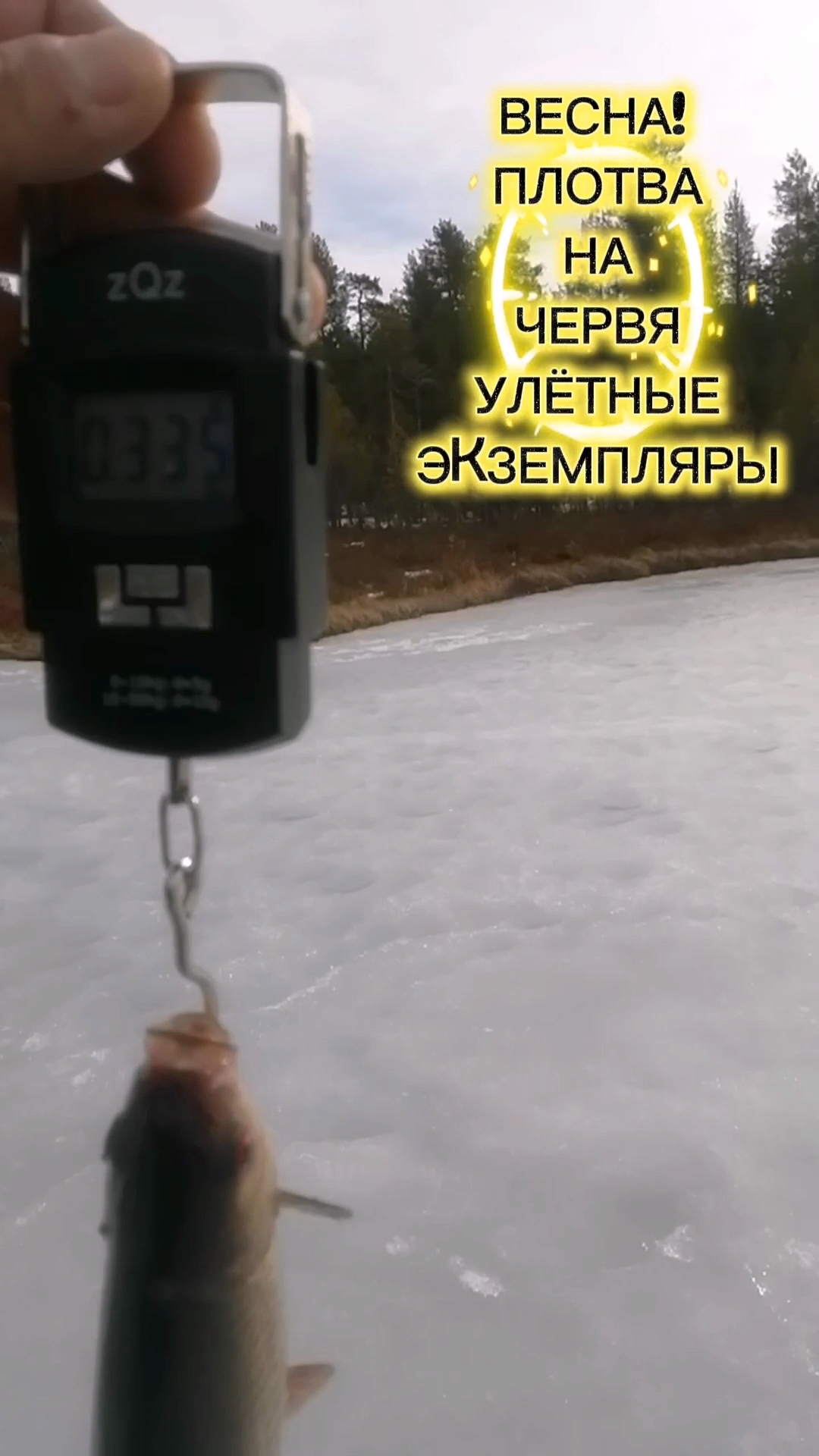 ПЛОТВА НА ЧЕРВЯ КРУПНЫМ ПЛАНОМ, ВЫВАЖИВАНИЕ. УЛЁТНЫЕ ЭКЗЕМПЛЯРЫ. #рыбалка #зимняярыбалка #плотва