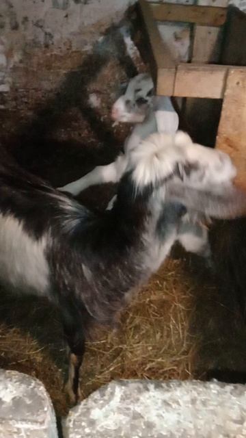 4.04.26. Тася и Марта