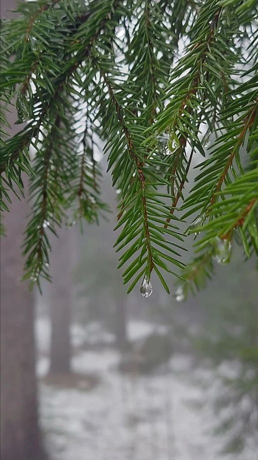 Прогулка в полдень 🌲🌲❄️