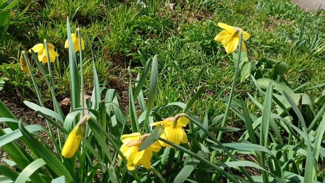 Нарцисс - апрельское солнышко🌞