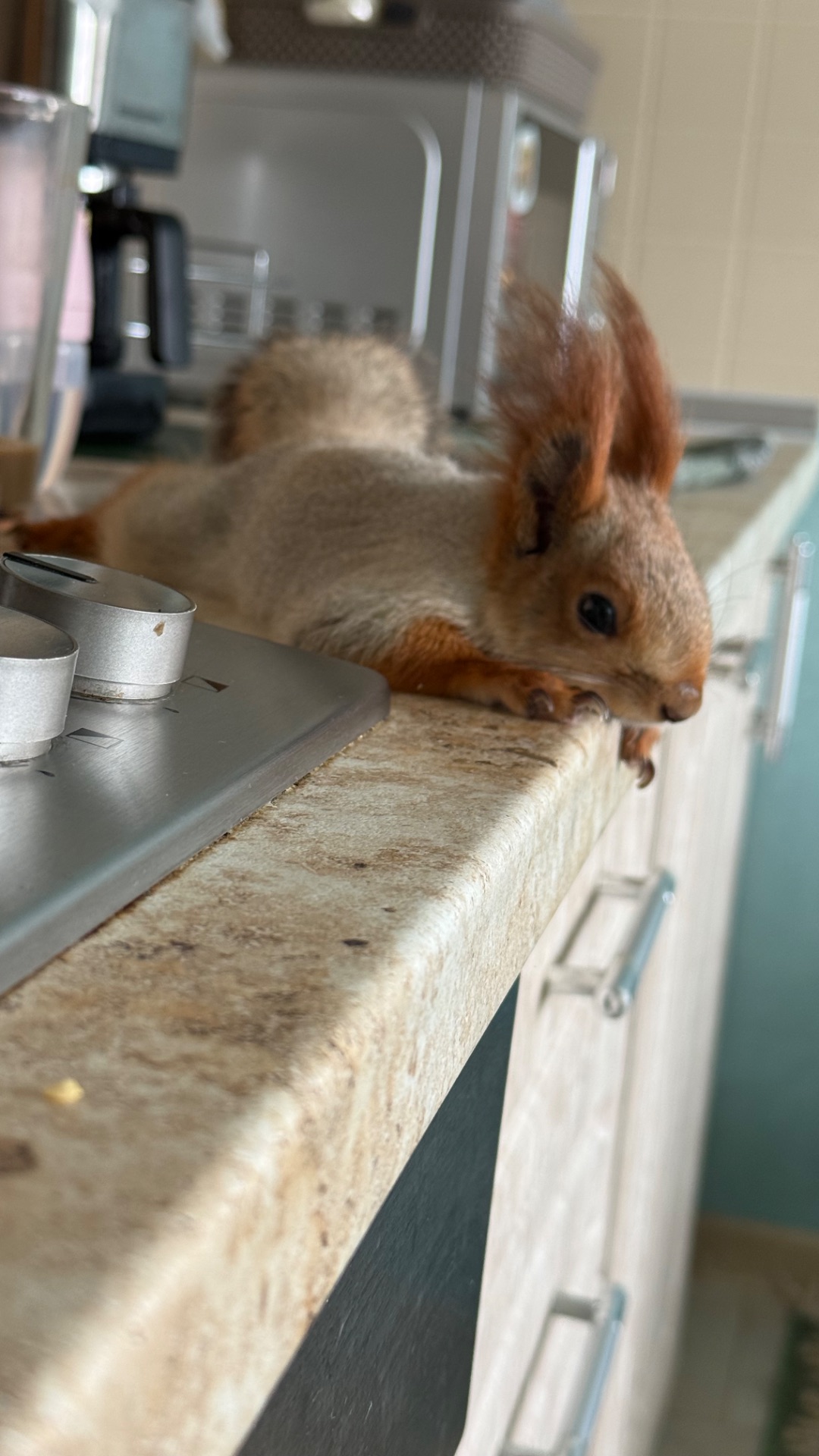 Прогулка с Белкой