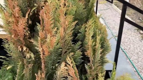 ОЖОГИ ХВОЙНЫХ весной🌲Что делать и что НЕЛЬЗЯ?