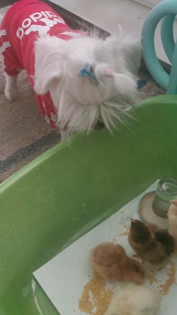 Кур - кур пробуем говорить