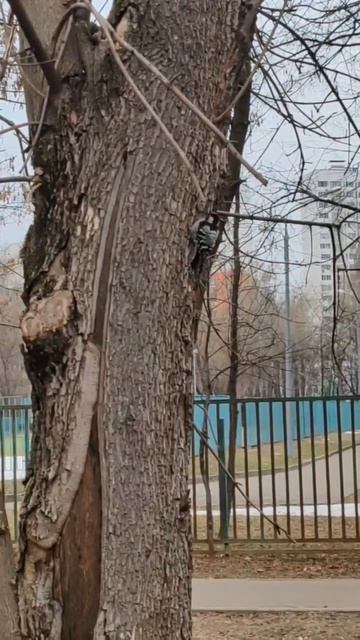 20260404 Шумные ремонтные работы у Молодцова, 4а, на которые вряд ли кто-то пожалуется.