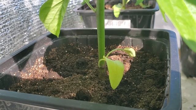 06.04. Обзор рассады перцев