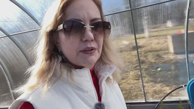 ПОСАДКИ В ТЕПЛИЦЕ. Новые саженцы роз. #рассада #саженцы