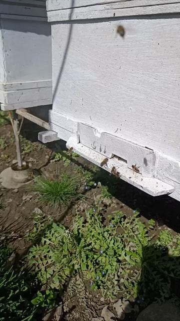 Пчёлы проснулись.