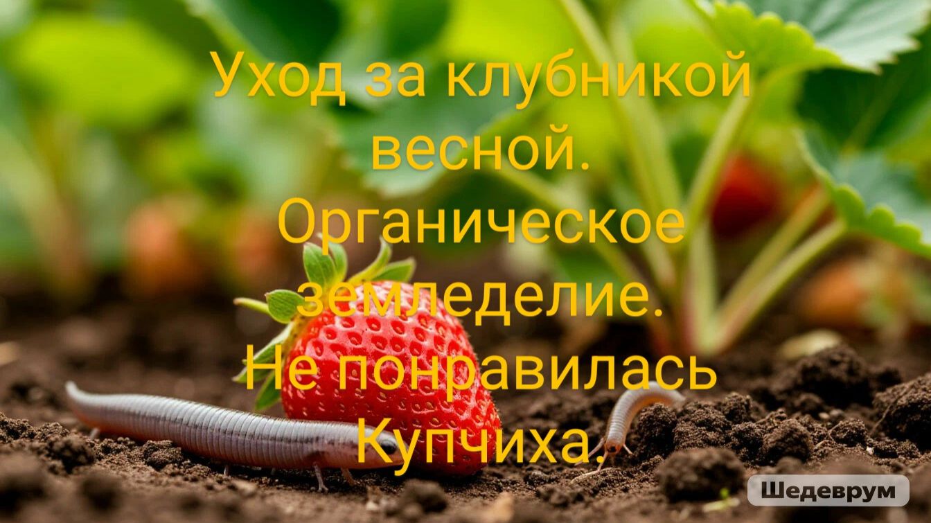 Уход за клубникой весной. Органическое земледелие. Не понравилась Купчиха.