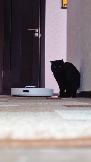 Пылесос Гоша и кошка Пума