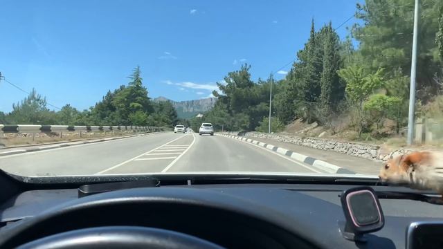 Ялта - Ласпи за 2 минуты😎