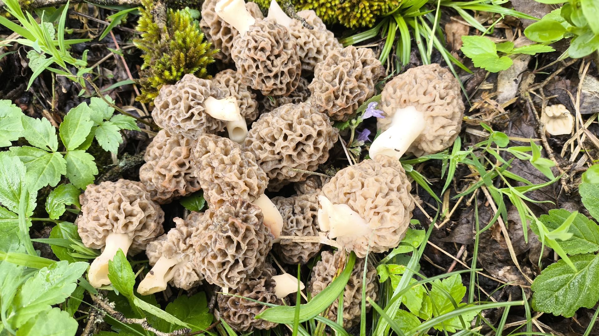 Поиск и сбор первых Сморчков в лесу