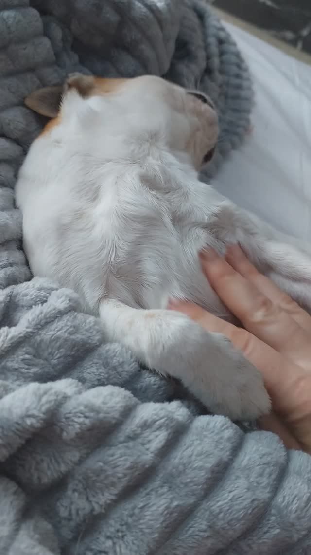 #ЧихуахуаРеди❤️Релакс для Реди