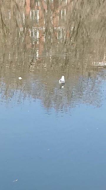 КРАСИВАЯ ЧАЙКА