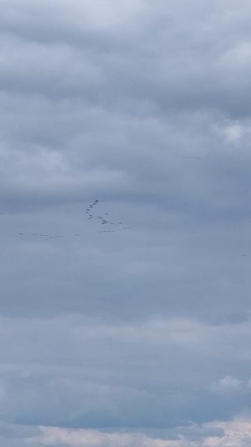 Охота на Гуся -осмотр места охоты