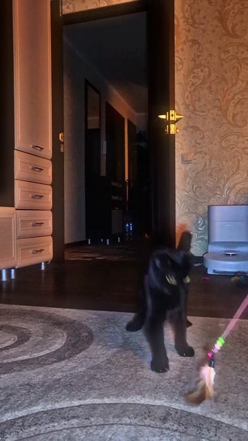 Кошачьи игрульки