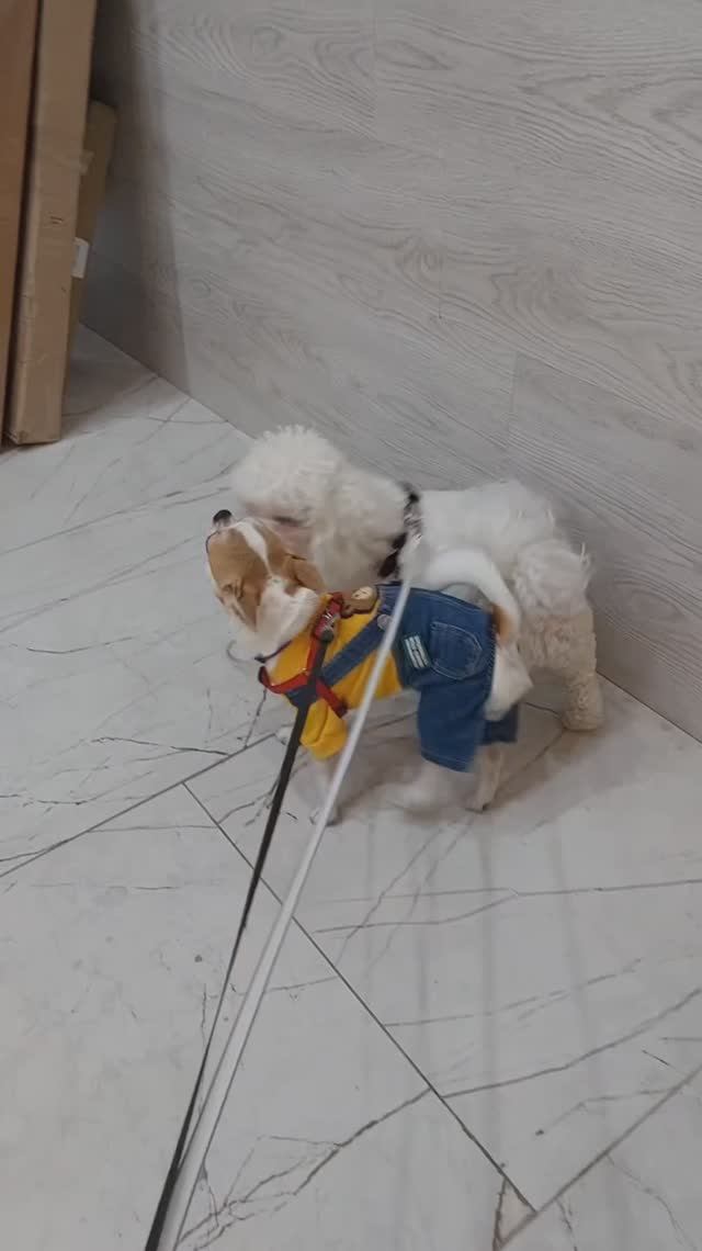 #ЧихуахуаРеди❤️Реди и Тиффани)