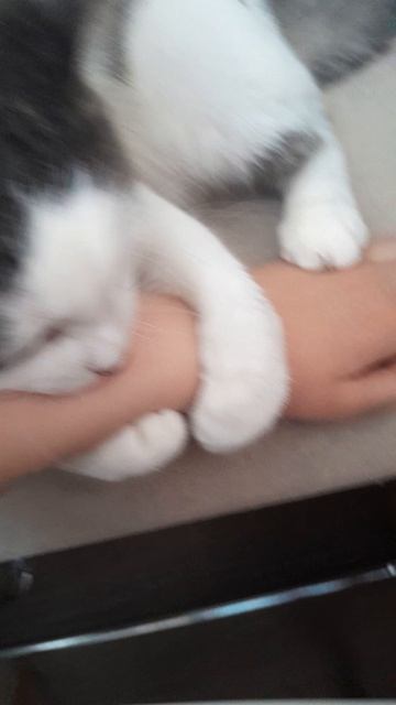 Кот мою руки захватил в плен