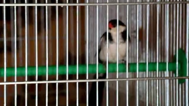 Доминиканская вдовушка