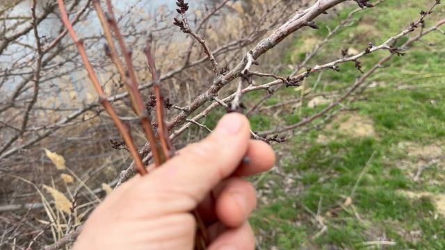 Высадка томатов в теплицу ,  и все про сад и про жизнь в нем !