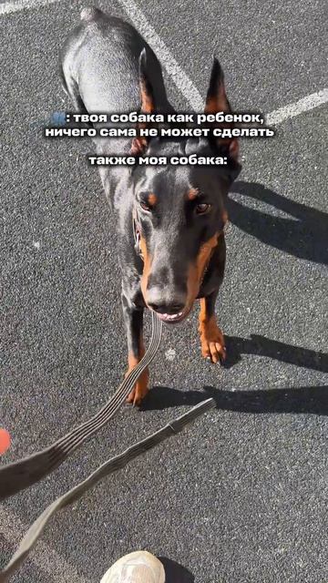 САМОСТОЯТЕЛЬНАЯ СОБАКА 🐕🦺