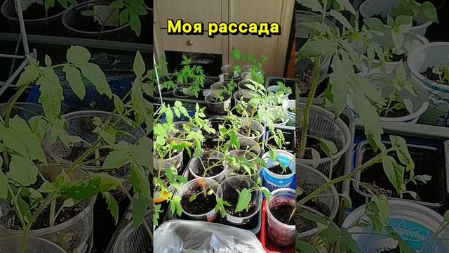 Моя расада.А вы сажаете рассаду?