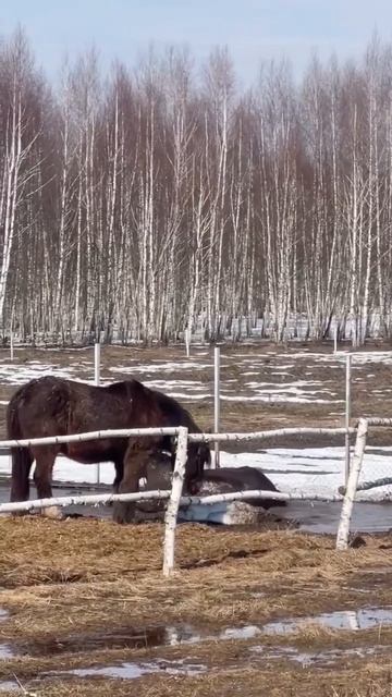 Прием грязевых ванн 🙃
#приютСудьба #приютдляживотных #животные #лошади #весна