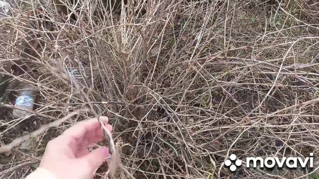 деревенская жизнь