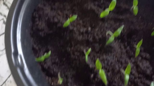 Моя рассада