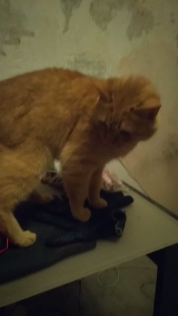 не кастрируйте котлов