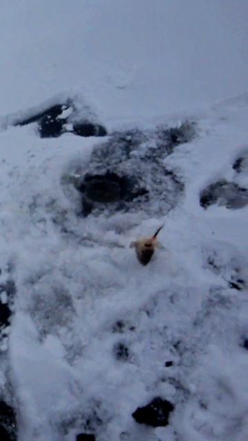 Окунь зимой на балансир - Воронежская область