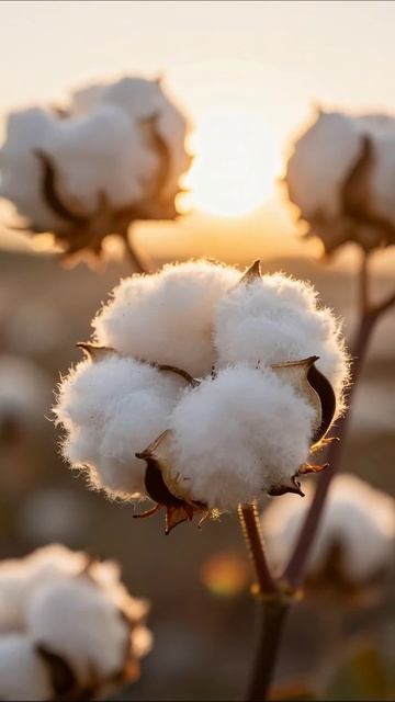 Цветущий хлопок на закате #природа #хлопок #красота