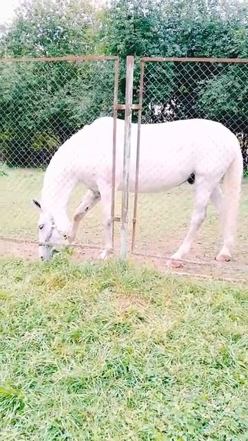 ЯБЛОНЕВЫЙ🍏 САД🍏 В КОЛОМЕНСКОМ🍏